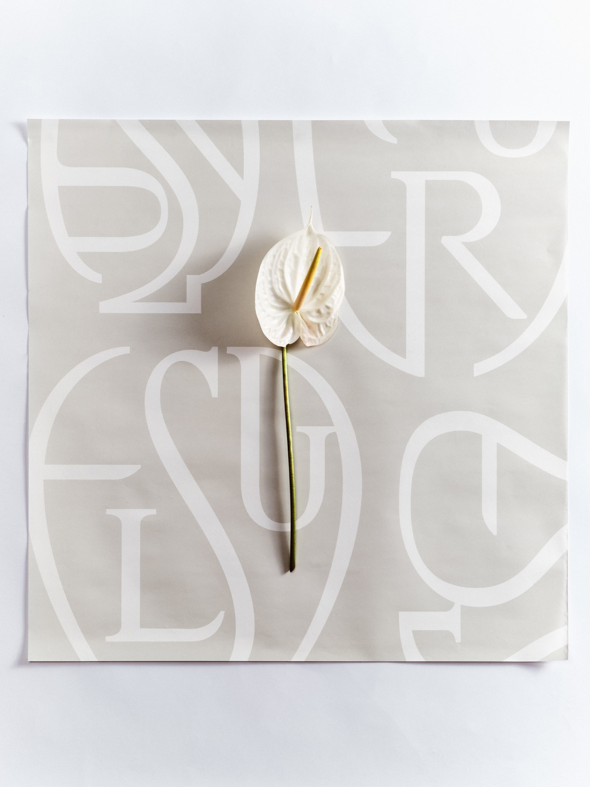 FLEURS additional visual 2